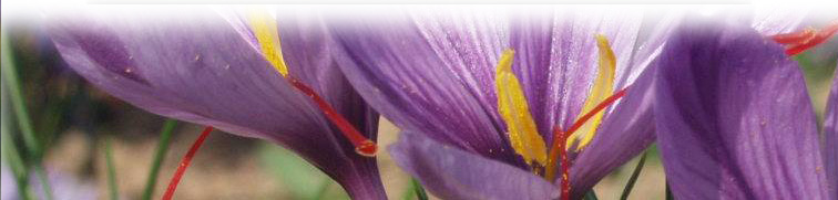 International Network Of Saffronology (INS)